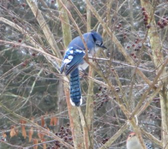 Pouting Blue Jay photo