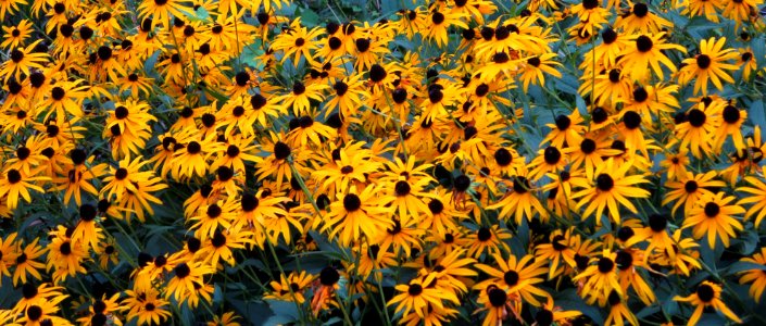 flora field of black-eyed susans