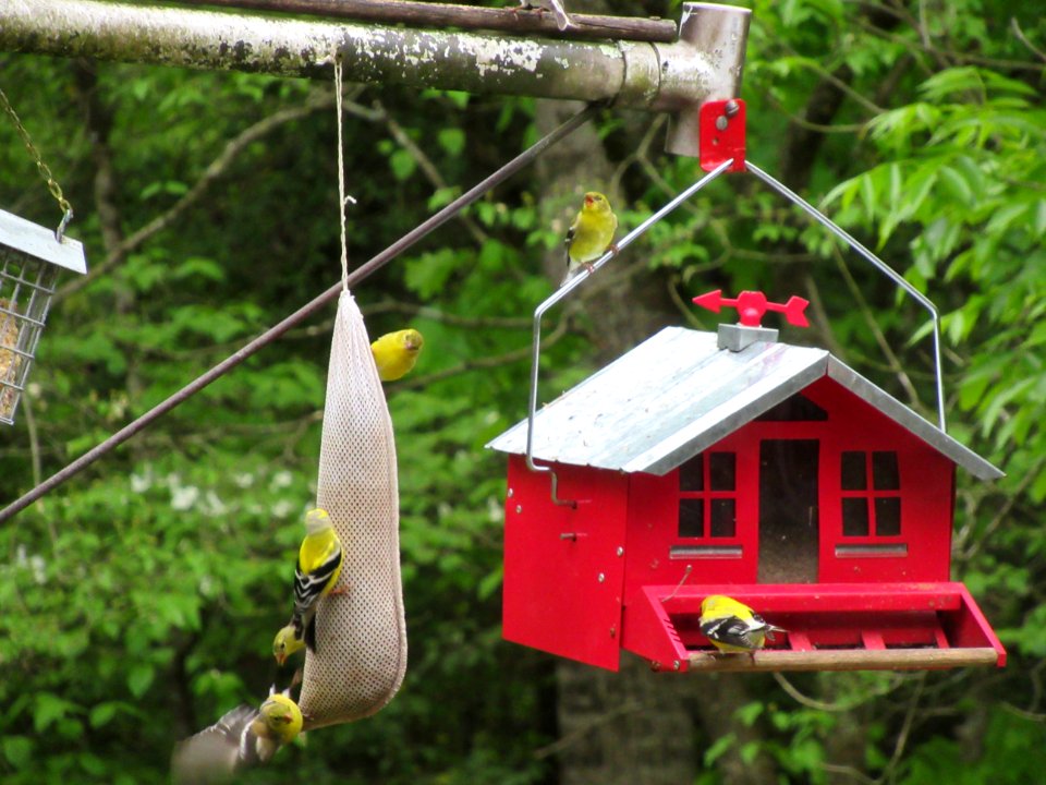 bunch of goldfinches2