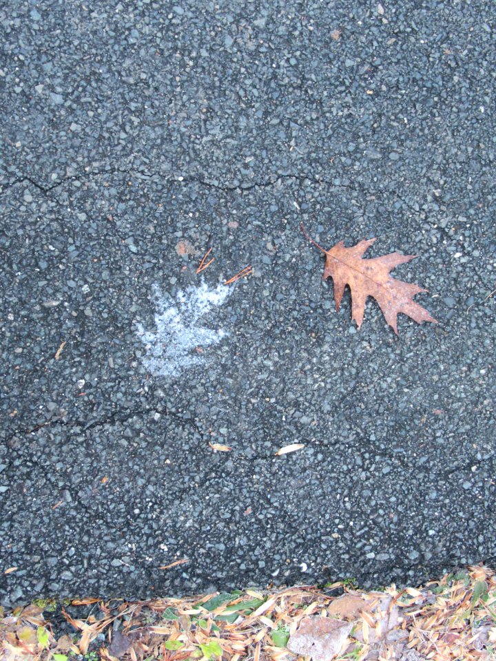 misc frosty leaf2 photo