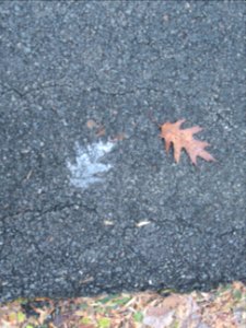 misc frosty leaf2 photo