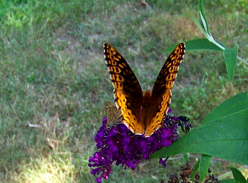 in orange butterfly3