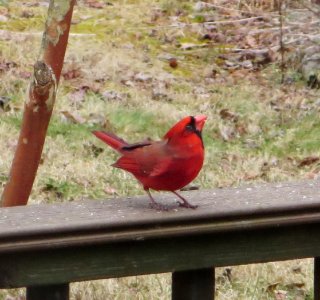 Cardinal Posing