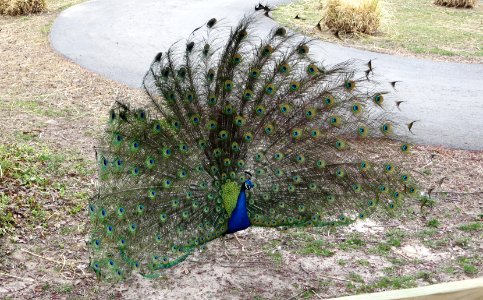 birds peacock3 photo