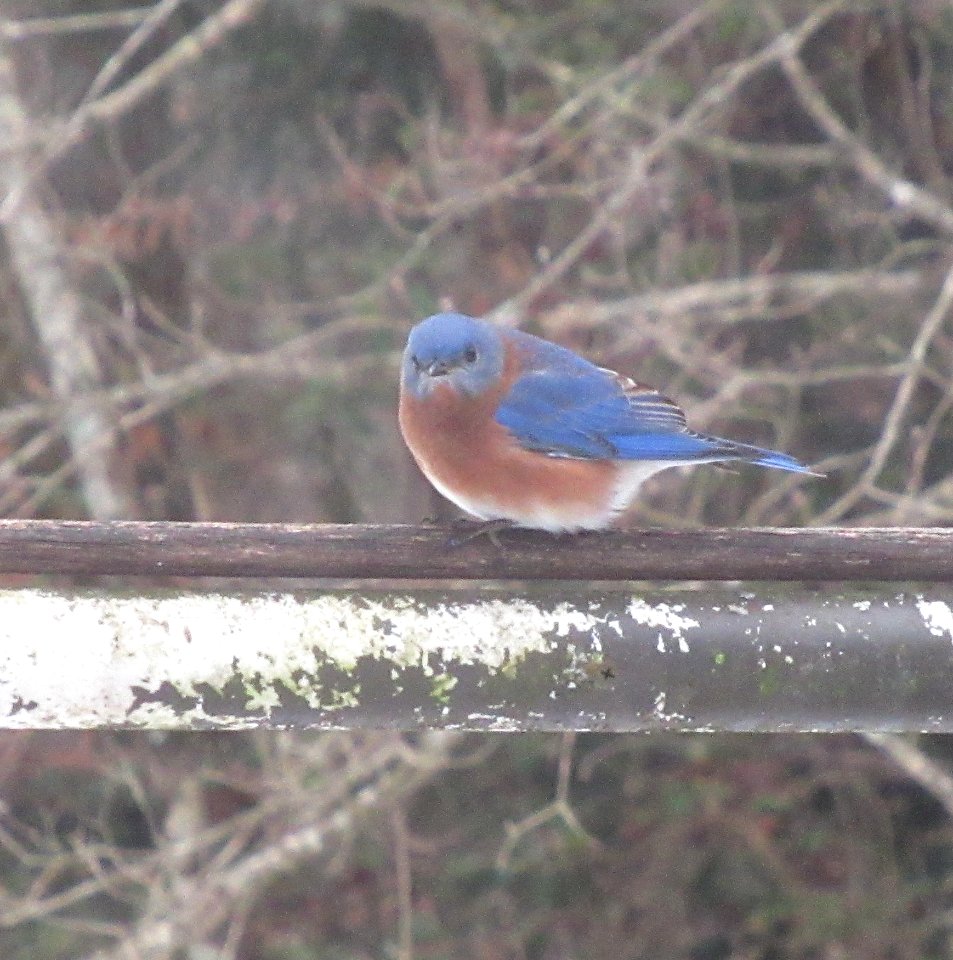 Bluebird with a "Beard" photo