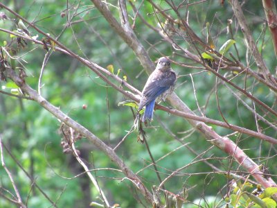 1 juvenile bluebird photo