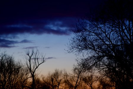 Trees at the sunset photo