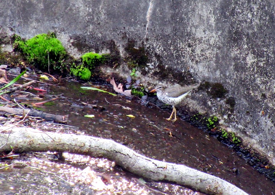bird spotted sandpiper