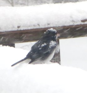 Dark-eyed Junco in Snow Storm photo