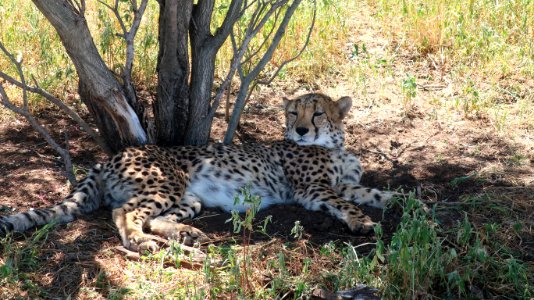 Cheetah in Namibia photo