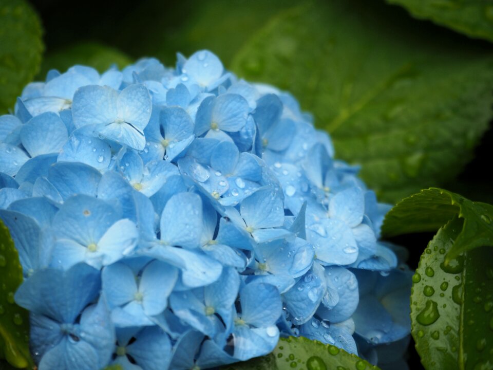 Drop of water blue flowers rain