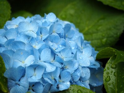 Drop of water blue flowers rain photo
