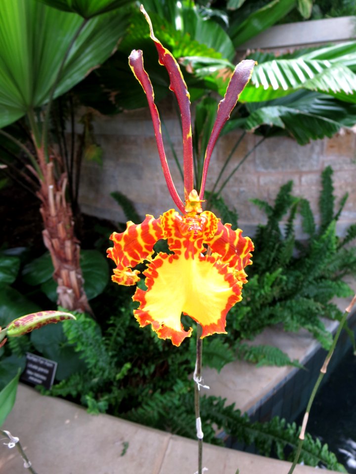 lg yellow orange orchid