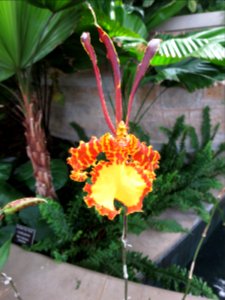 lg yellow orange orchid photo