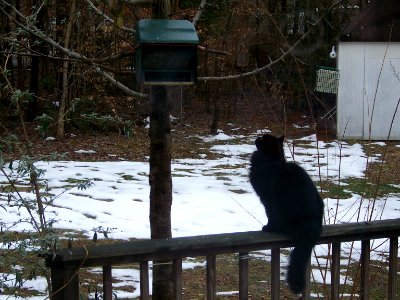 misc cat and bird feeder photo