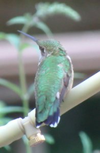 Hummingbird