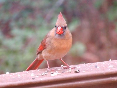 Female Cardinal Eating
