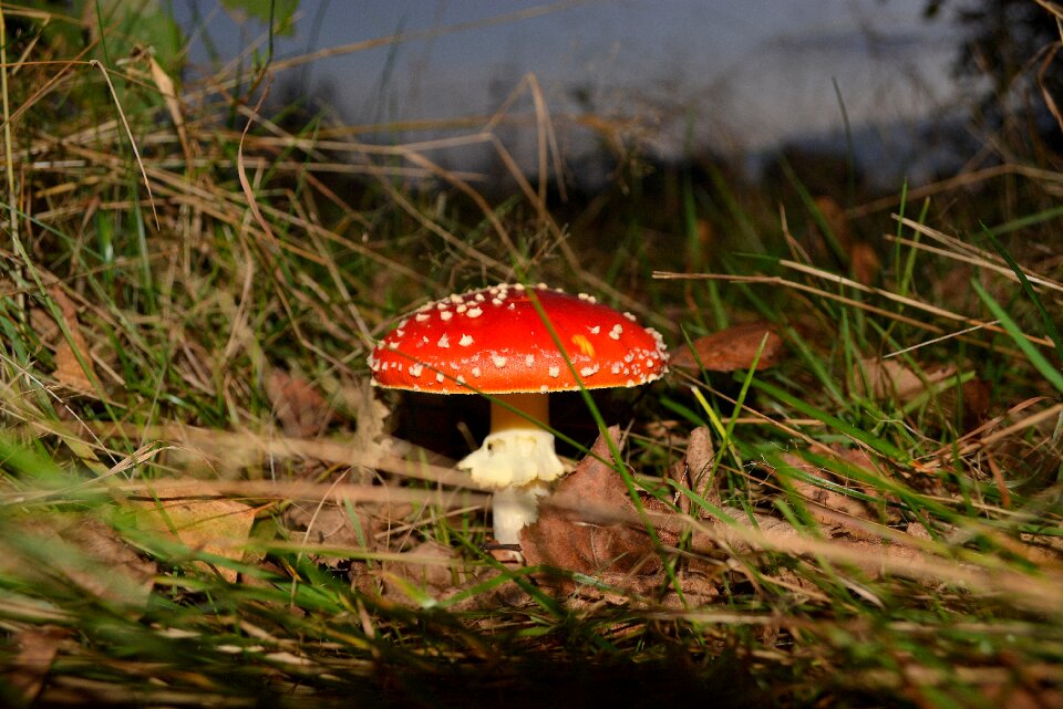 Red fly agaric mushroom forest floor nature photo