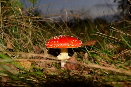 Red fly agaric mushroom forest floor nature photo