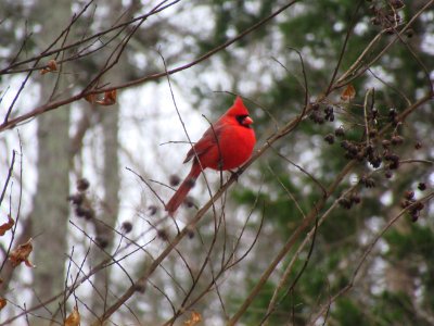 Fat Cardinal in Berries photo
