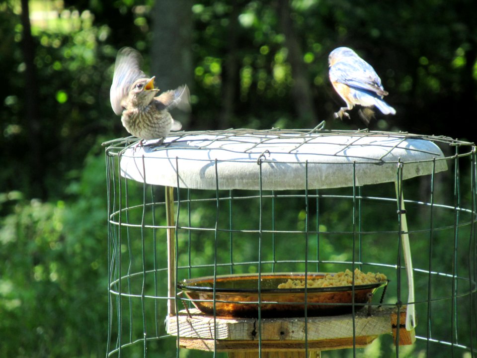 Feeding Baby Bluebird V
