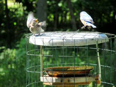 Feeding Baby Bluebird V