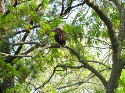 bird eagle in tree1 photo