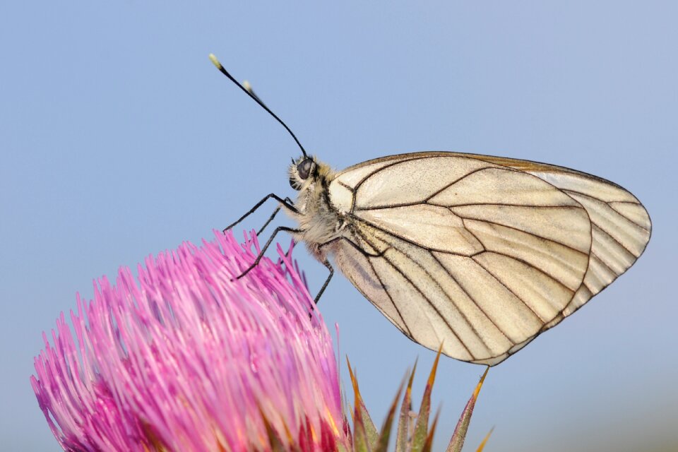 Butterfly close up thistle
