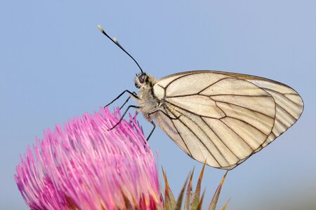 Butterfly close up thistle photo