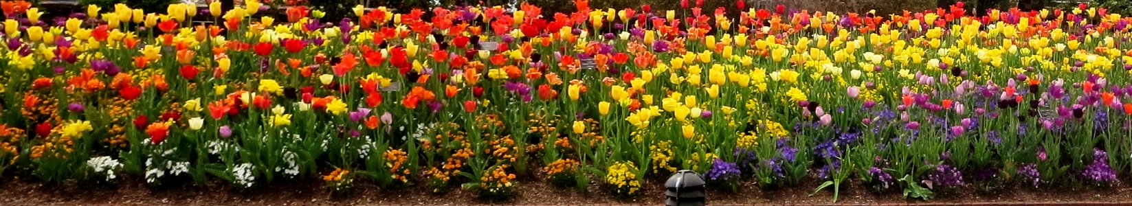 lg colorful border spring