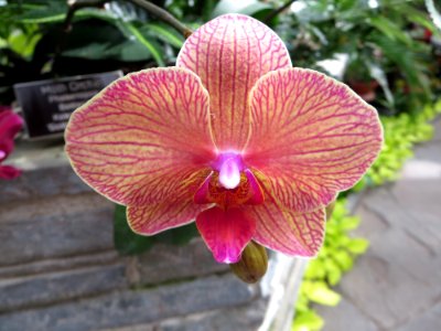 lg peachy stripped orchid
