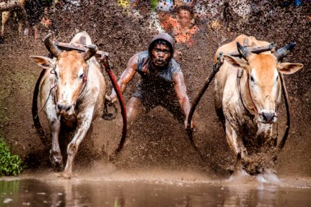Mud Cow Racing - Pacu Jawi - West Sumatra, Indonesia photo