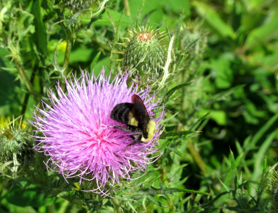 ins bee on thistle