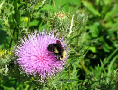 ins bee on thistle