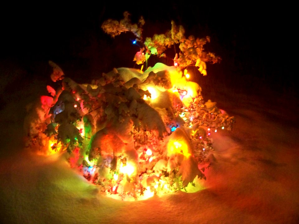 christmas lights in snow
