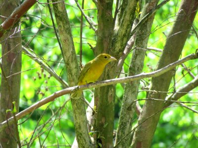 summer tanager female2