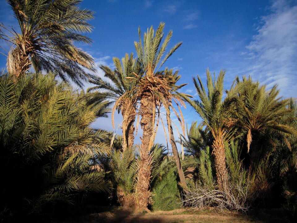 Travel maghreb palm trees