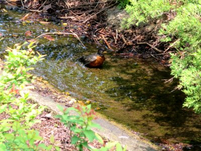 birds robin bathing in stream