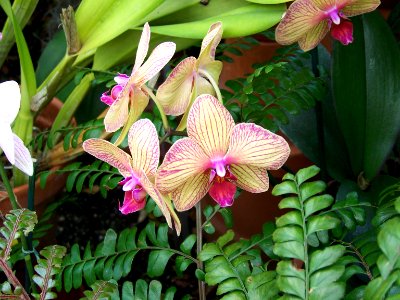 LG striped orchid
