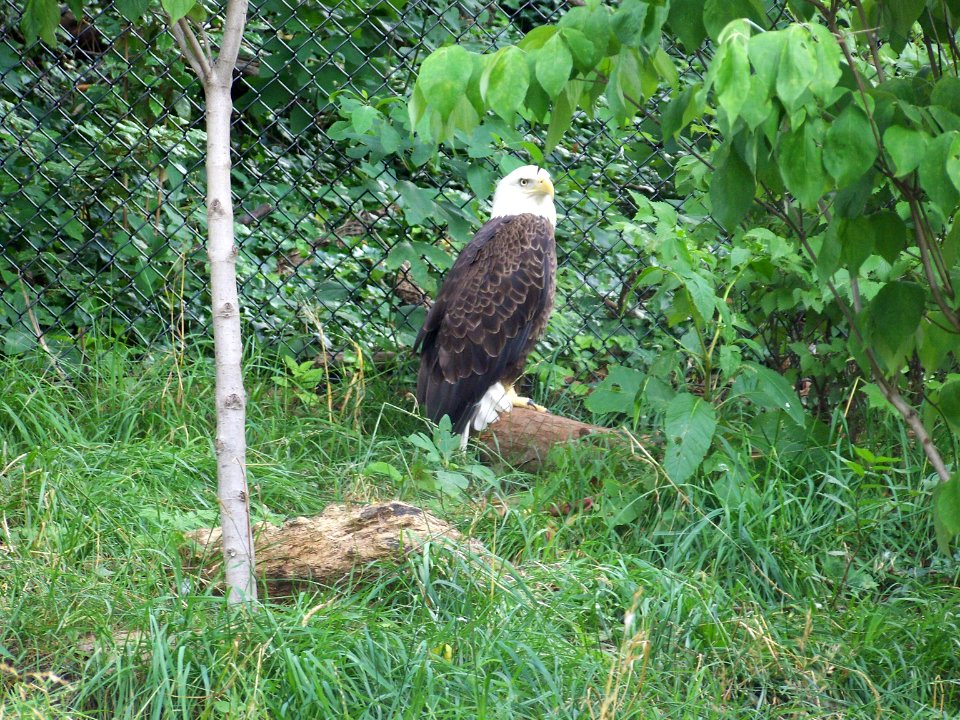 May eagle 2