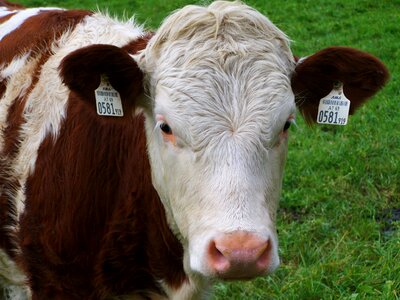 Cow portrait brown and white cow bovine