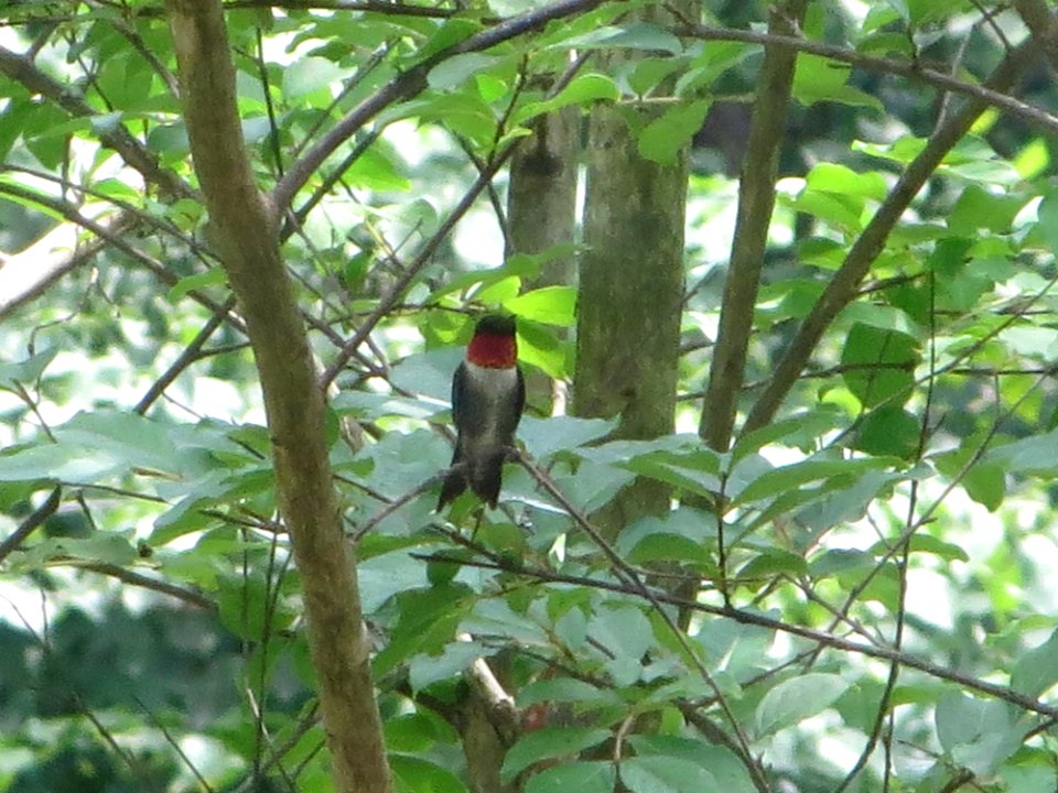 bird ruby throated hummingbird