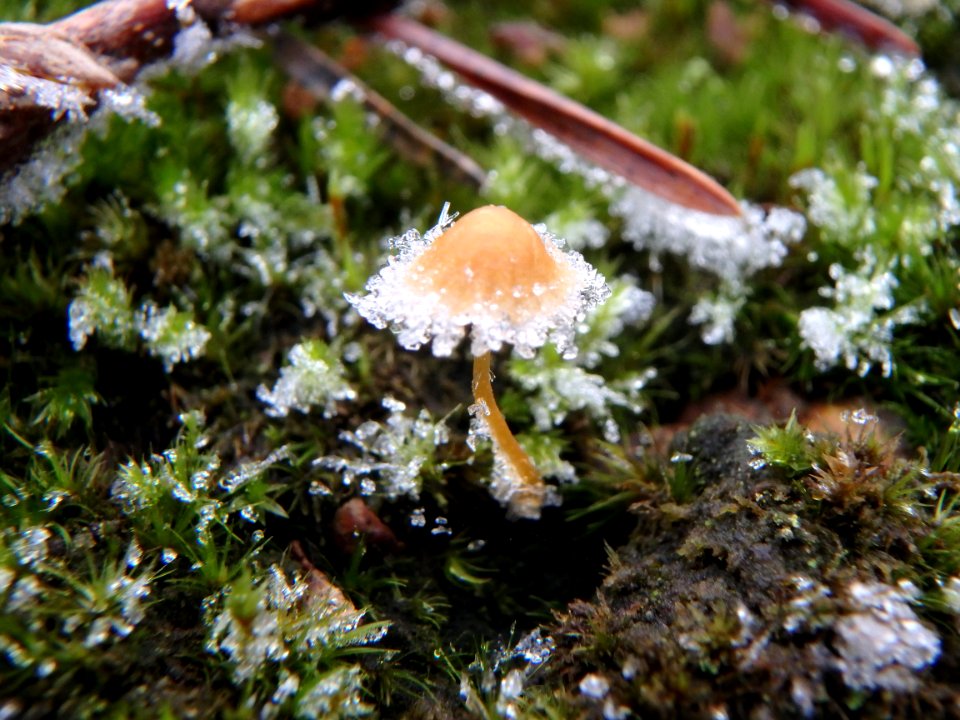 Forêt de navarre - Champignon givré