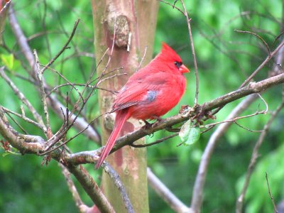 cardinal with gray feathers photo