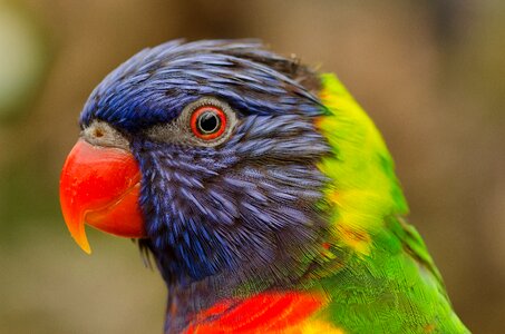 Feathers lory lorikeet photo