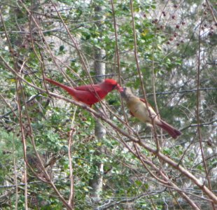Cardinal Couple Feeding photo