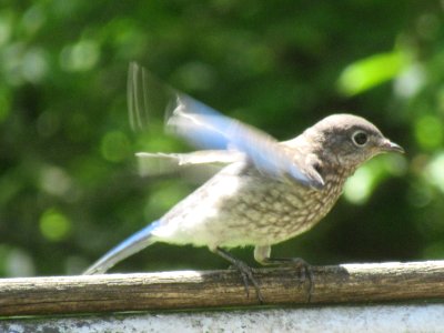 Juvenile Bluebird Wing Flutter photo