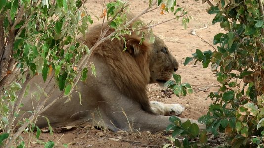 Lion photo