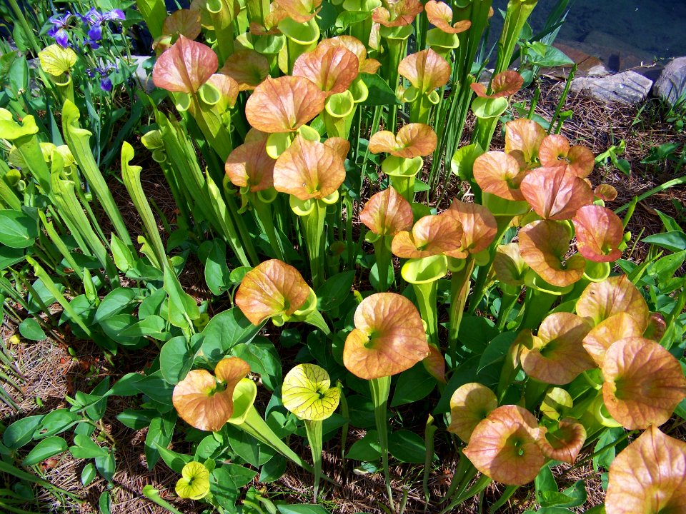 lg green pitcher plant