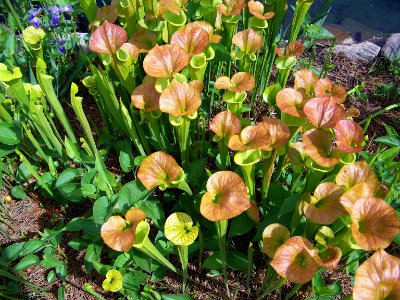 lg green pitcher plant photo